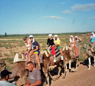 Kamelausflug