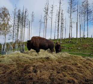 Mächtige Bisons beim Fressen
