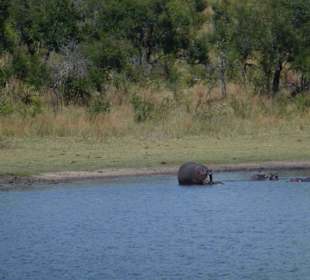 Krüger Nationalpark