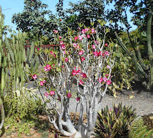 Botanischer Garten Viveiro