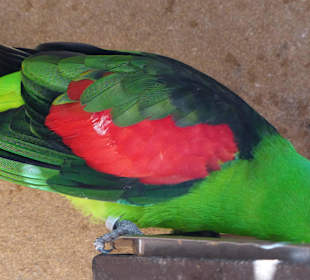 Bunte kleine Sittiche 
