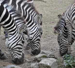 Zebras
