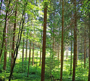 Der Therapeutische Wanderweg