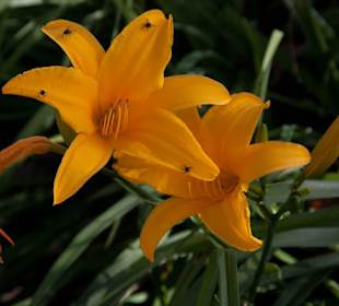 Kwiaty na Cameron Highlands