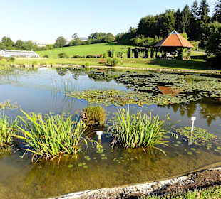 Teich mit Pflanzen