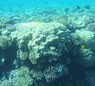 Schnorcheln Sharm El Naga