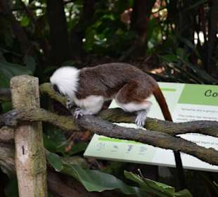 Singapur Zoo