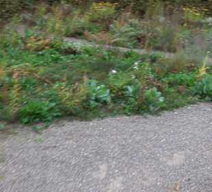 Garten Großbritanien