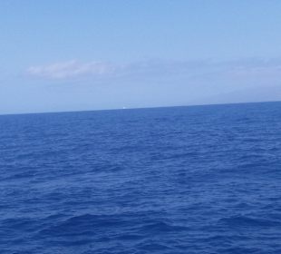 Delfin Tour Playa de las Americas