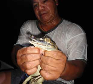 Kaimanspotting Juma - Amazonas