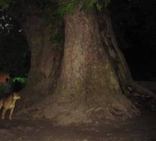 Die große Platane am Abend