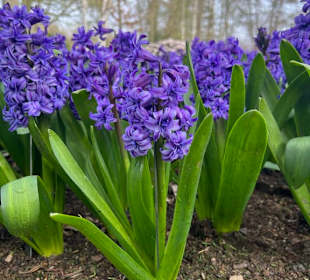 Keukenhof 
