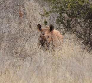 Rhino Schutzgebiet