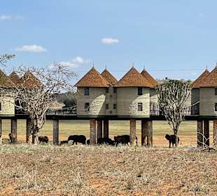 Salt Lick Safari Lodge