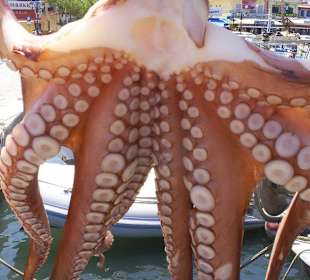 Oktopus / Kalamari