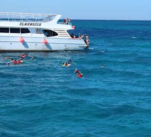 Snurkowanie z delfinkami