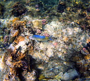 Schnorcheln Marsa Alam