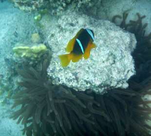 Rotmeer-Anemonenfisch