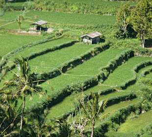 Reisterrassen
