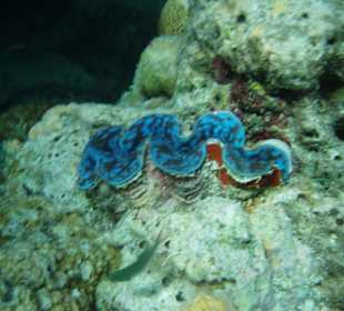 Schnorcheln am Riff Aquarium