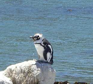 Stoney Point African Penguin Breeding Colony