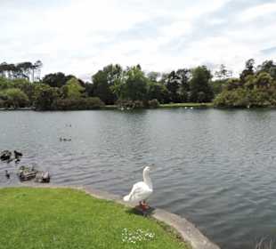 Im Western Springs Park