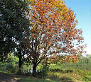 Rundgang um den Drielaker See