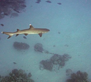 Sehr seltener Besucher