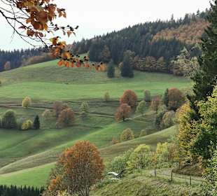 Wandern Todtnau