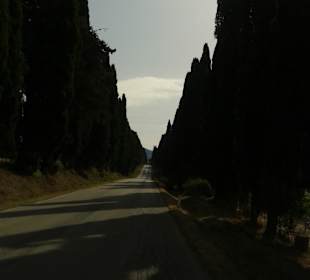 Zypressenalle nach Bolgheri