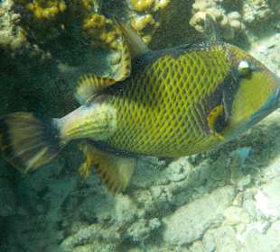 Schnorcheln in Abu Dabbab