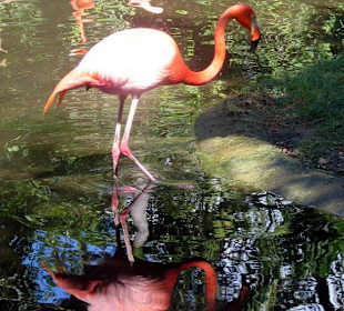 Vogelpark Xamanha