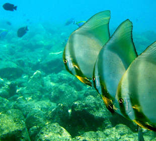 Under Water