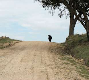 Kuh auf dem Touristdrive