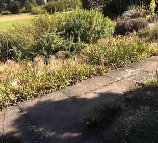 Irisgarten - Berggarten