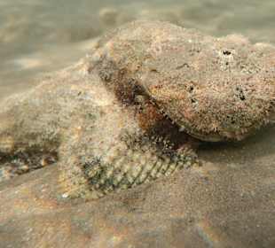 Schnorcheln Coraya Bay Marsa Alam