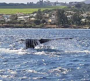 Whale Watching Flic en Flac