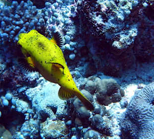 Riffvielfalt unter Wasser