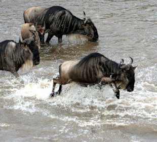 Gnumigration Marariver