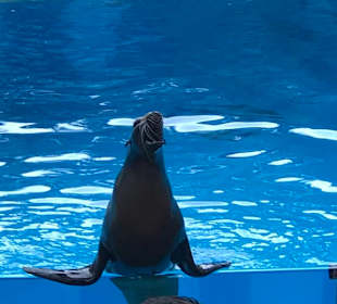 Robbenshow im Loro Park.