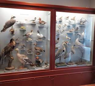 Naturwissenschaftliches Museum