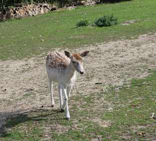 Tiere
