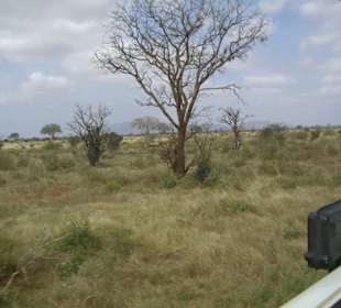 Tsavo Ost
