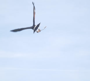 Falknershow