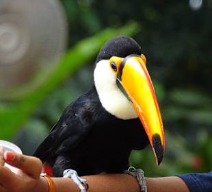 Jurong Bird Park Singapur
