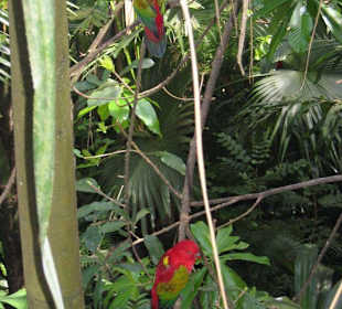 Ausflug: 3-Park-Safari (Jahn Reisen) Papageienpaar