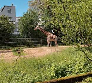Zoologischer Garten Köln