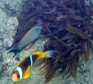Nemo byl pět metrů od břehu