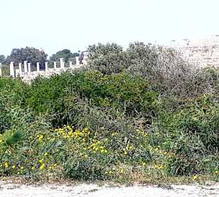 Ruinenstadt Salamis