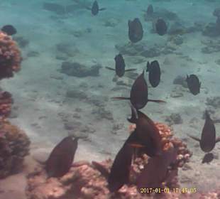 Jaz Makadi Oasis Club & Resort 